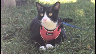 Tuxedo cat Rascal enjoys the outdoors 🌳 #Tuxedocat #TuxedocatRascal #Cutecat by ThatRascal 2,541 views 2 years ago 1 minute, 54 seconds