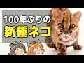 【大発見】100年ぶりに発見された"新種の猫"が色々とヤバすぎる件