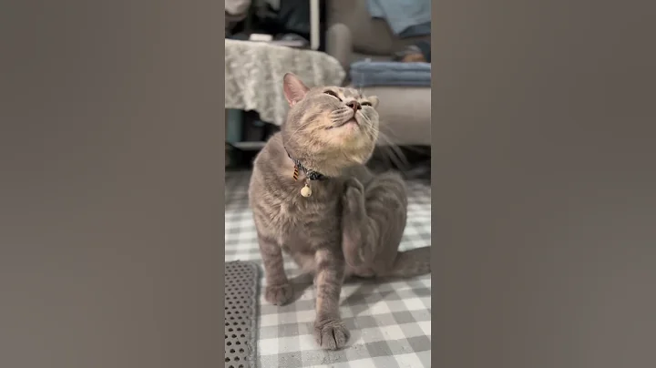 Video 5297891: black tabby, cat cute kitten fighting, cat fighting kitty, long haired breed, kitten cat ball, little cat