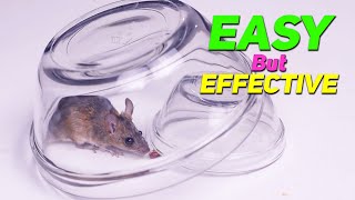 Mice/Mouse Trap Homemade Easy | Mouse in Mousetrap | Good Bait for Mouse Trap - Mouse Catcher