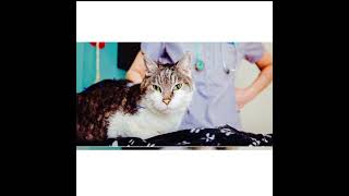 PAW REHAB a path to healing