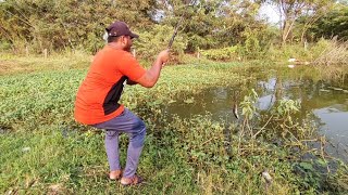 Incredible fishing || wallago fish and murrel fish and gaint fish catch || Amazing fish hunting