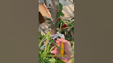 Kéo cắt cành #shorts #dogiadunggiare