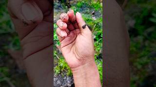 How to Remove Insects from Amazon Frogbit Floating Plants Naturally | Baby Frog to the Rescue