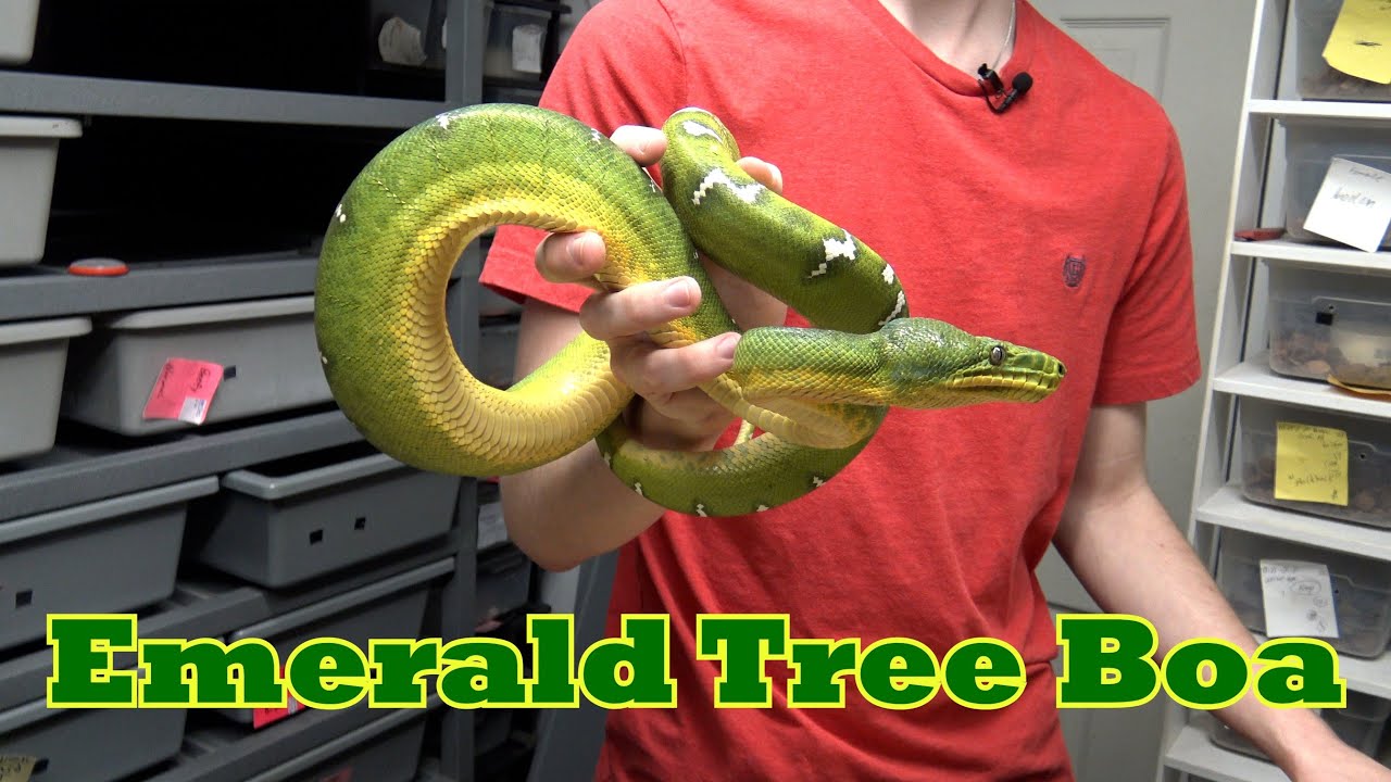 Изумрудный древесный удав