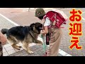 遅い!心配!・学校迎えに行く・シェパードマック・How was your school?