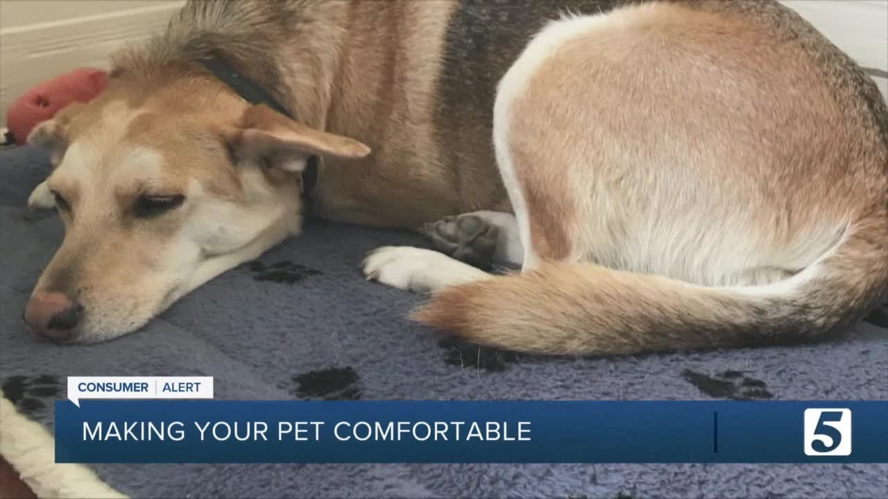 Consumer Reports How to find the best pet bed to make your dog or cat