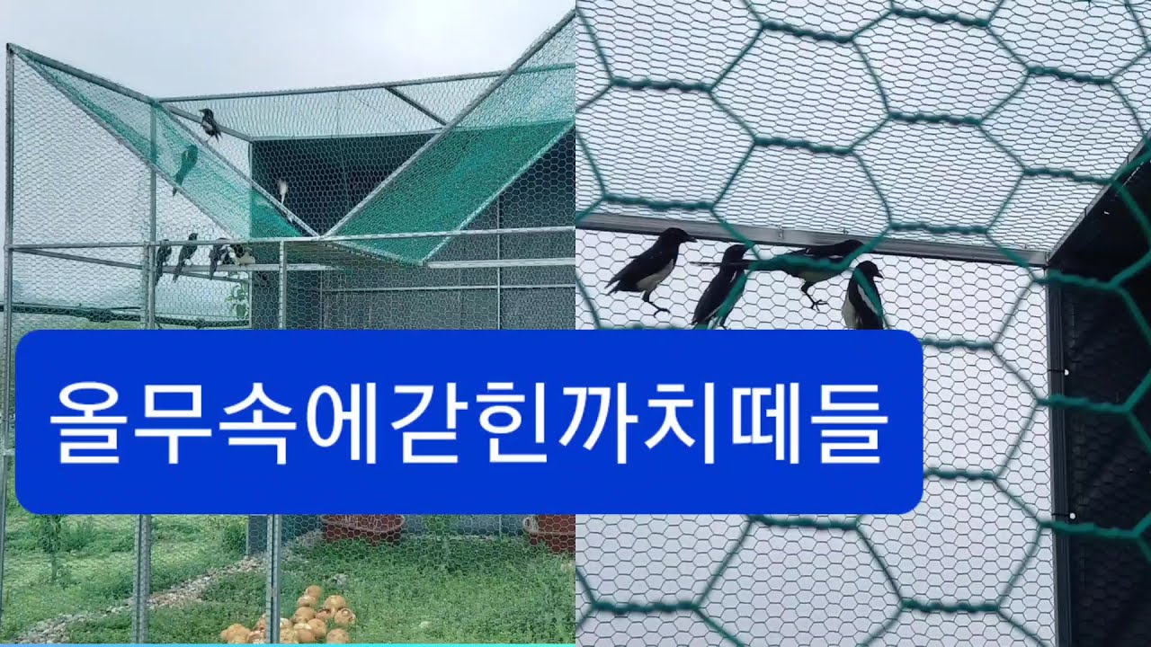 과수원배밭 농작물에피해준다고 올무에갇힌 가엾은까치떼들(남편이산책하다발견)