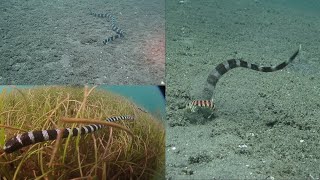 Eel Invading Mantis Shrimp Burrow #marinebiology