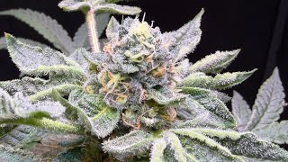 G13 flower update. Almost to the finish line