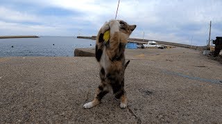 漁港の子猫は元気いっぱい！