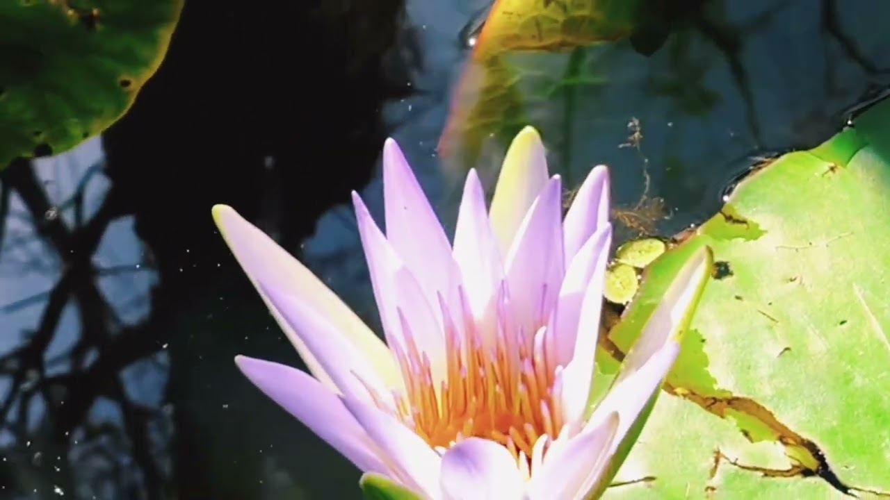 YOMESKNK7-Nouvelle-Calédonie [REGGAE-FRANCE-ROOTS]2026.NC