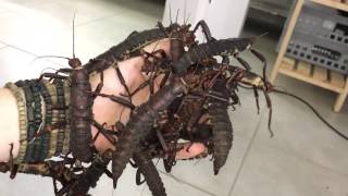 Eurycantha Calcarata