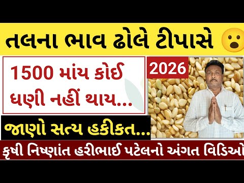 તલના ભાવ ઢોલે ટીપાસે = 1500માં કોઈ ધણી નઈ થાય | ઉનાળું તલની ખેતી | હરીભાઈ પટેલ | khedut sahay
