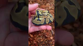 Cute Ball Python😍 #ballpython #reptiles #snake #fyp #shorts #viral #animals #wildlife #pets