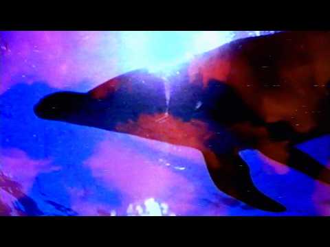 Akron/Family - The Rider (Dolphin Song) [Music Video]