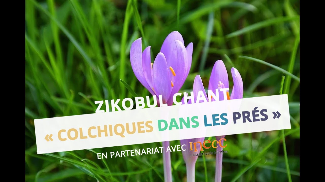 Colchiques dans les près Zikobul chant YouTube Colchiques dans les près Zikobul chant YouTube