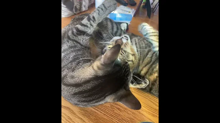 #bully #cats #besties Nearly took his head off!