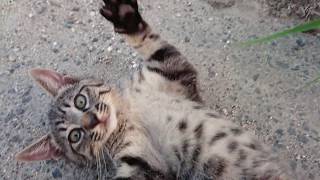 人間嫌いなキジトラ子猫を強引にモフってやったww