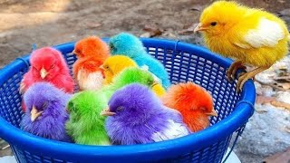 cute baby chicks, colorful chickens,Zari Tv