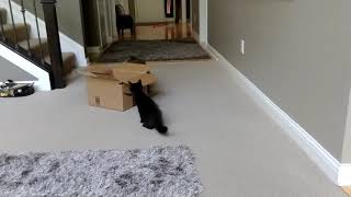 Salty Poop Exe Vs Stupid Kitten