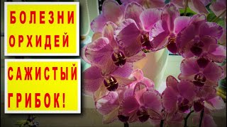видео: БОЛЕЗНИ ОРХИДЕЙ! ПИРАТ ПИКОТИ Phal. PIRATE PICOTEE И ГРИБКОВОЕ ПОРАЖЕНИЕ! ГРИБОК/ЧЕРНОТА НА ОРХИДЕЕ! картинка: БОЛЕЗНИ ОРХИДЕЙ! ПИРАТ ПИКОТИ Phal. PIRATE PICOTEE И ГРИБКОВОЕ ПОРАЖЕНИЕ! ГРИБОК/ЧЕРНОТА НА ОРХИДЕЕ!