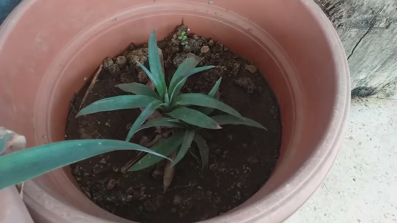 زراعة ونجاح شتلات الأناناس في الجزائر