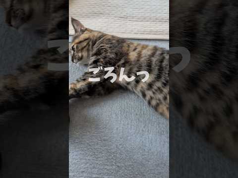 猫様の仰せのままに #うちの猫がへんなことしてる