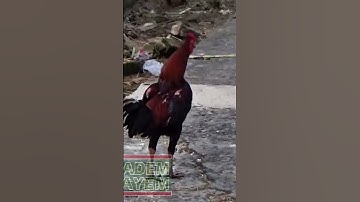 Ayam Berkokok di Halaman Rumah Saat Pagi Cerah 🌞🐓 Suara Alam yang Menyegarkan Pikiran