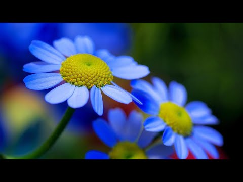 Peaceful and Relaxing Music | Calm Your Mind with Soothing Melodies