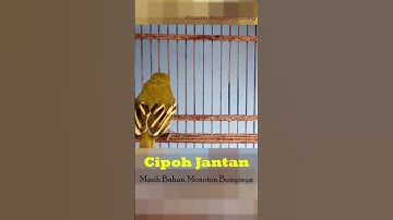 Cipoh Jantan Masih Bahan  Monoton Bunyinya  #shorts