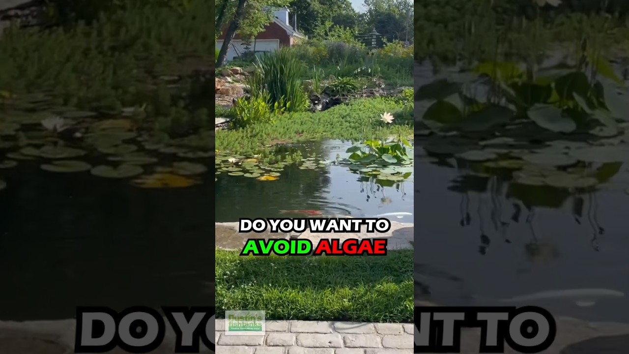 HOW TO PREVENT ALGAE IN YOUR GARDEN POND AND KEEP CLEAR WATER!