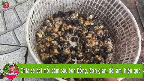 Chia sẽ bài mồi cấm câu ếch Đồng, đơn giản, dễ làm, hiệu quả | frog bait | Thanh Phúc Vlogs