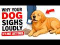 Why Your Dog Sighs Loudly (It's Deeper Than You Think)