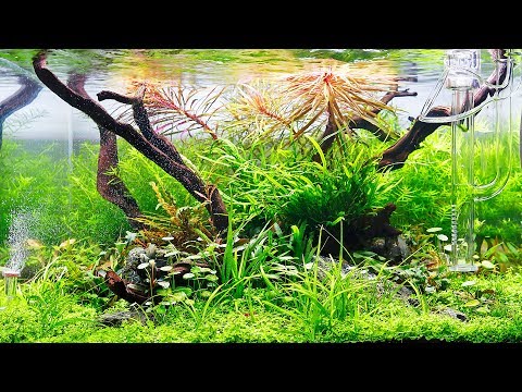 your favourite low tech aquascape five secrets revealed by