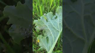Ladybug Eggs - Here's what they look like!  This is amazing natures pest control in action! Information