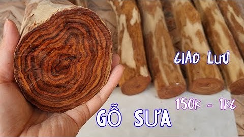 Có Gỗ Sưa Bắc 20 Năm Tuổi Giao Lưu Với Anh Em - Gỗ Sưa Vẫn Là Vương Mộc Của Các Loại Gỗ Quý