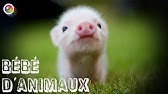 Bebes Animaux Si Mignons Wmv Youtube