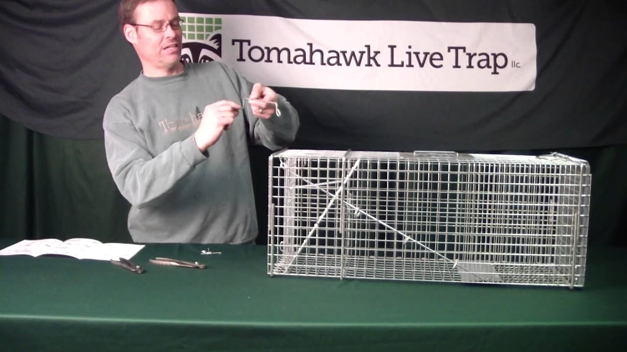 Setting A Tomahawk Live Trap With One Trap Door 