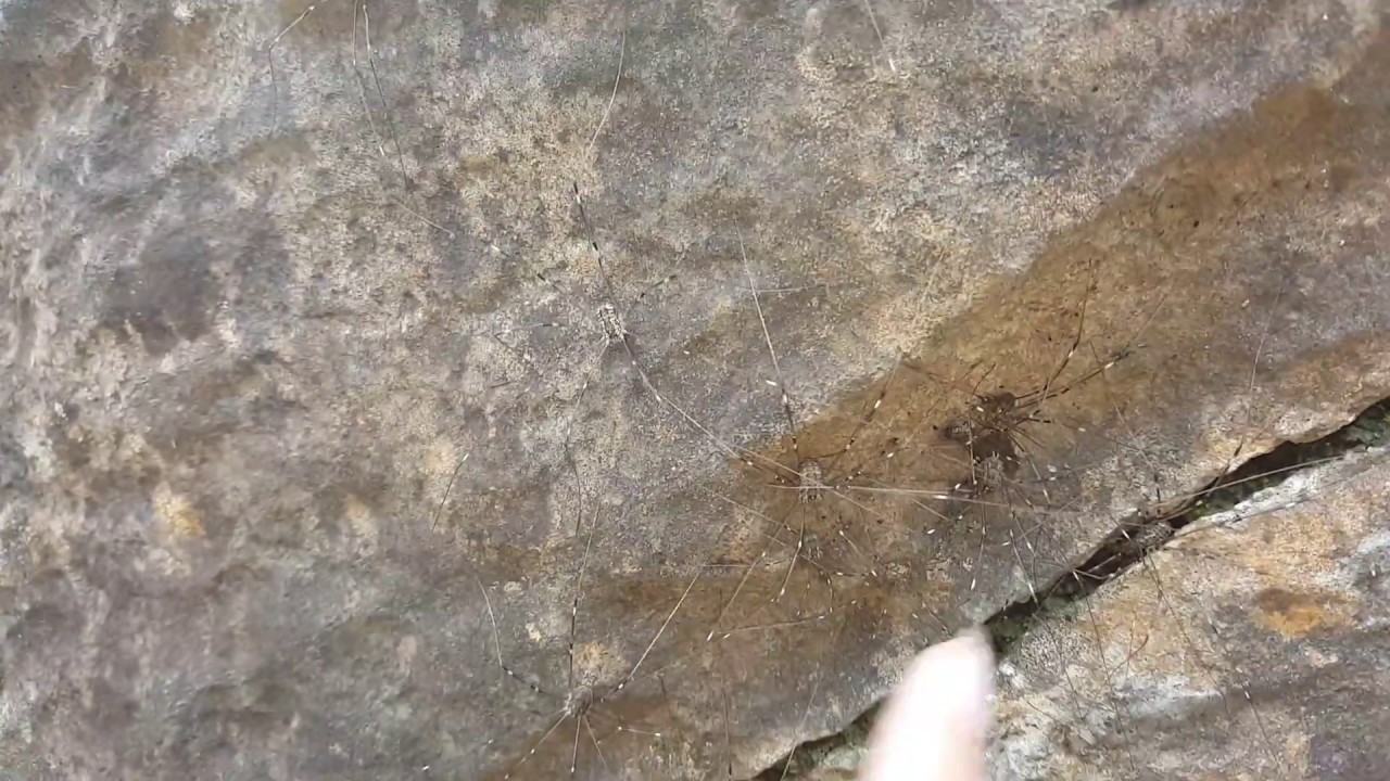 spider cluster - YouTube