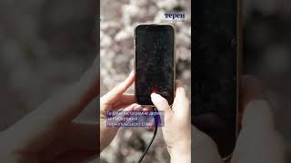 Те саме інстаграмне дерево на Набережній Тернопільського ставу