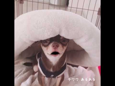 【爆笑】チワワあるある 西田ひかるver Chihuahua dog