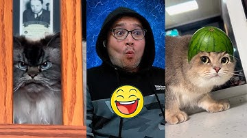 Funny Cats Compilation 🤣Part 3