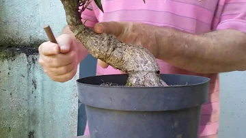 Qual a Lua para podar Ficus?