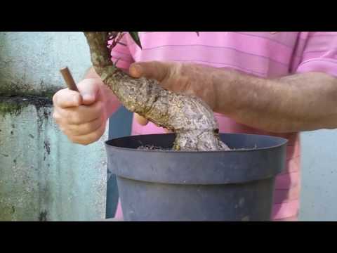 Vídeo: Como Podar Ficus? Como Apará-lo Corretamente Para Mantê-lo Fofo? Formação Da Coroa Em Casa. Como Beliscar Ficus?