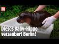 BERLINER ZOO: Kleiner Hippo-Star planscht jetzt los!