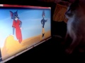 LOL ! cat watching Tom and Jerry