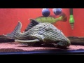 L27 Xingu pleco from Amazon