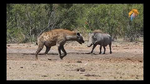 WARTHOG  IS A BRAVE ANIMAL@ DR SKSINGH CHANNEL JAI SHREERAM