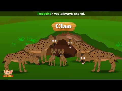 Hyena Animal Rhymes
